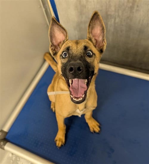 Photo of Delta, adoptable Belgian Shepherd Malinois in Conroe, Texas
