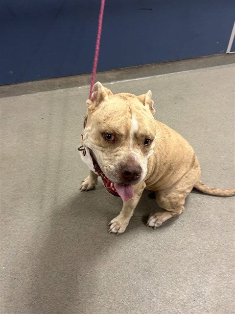 Photo of Barley, adoptable American Bulldog in Miami, Florida