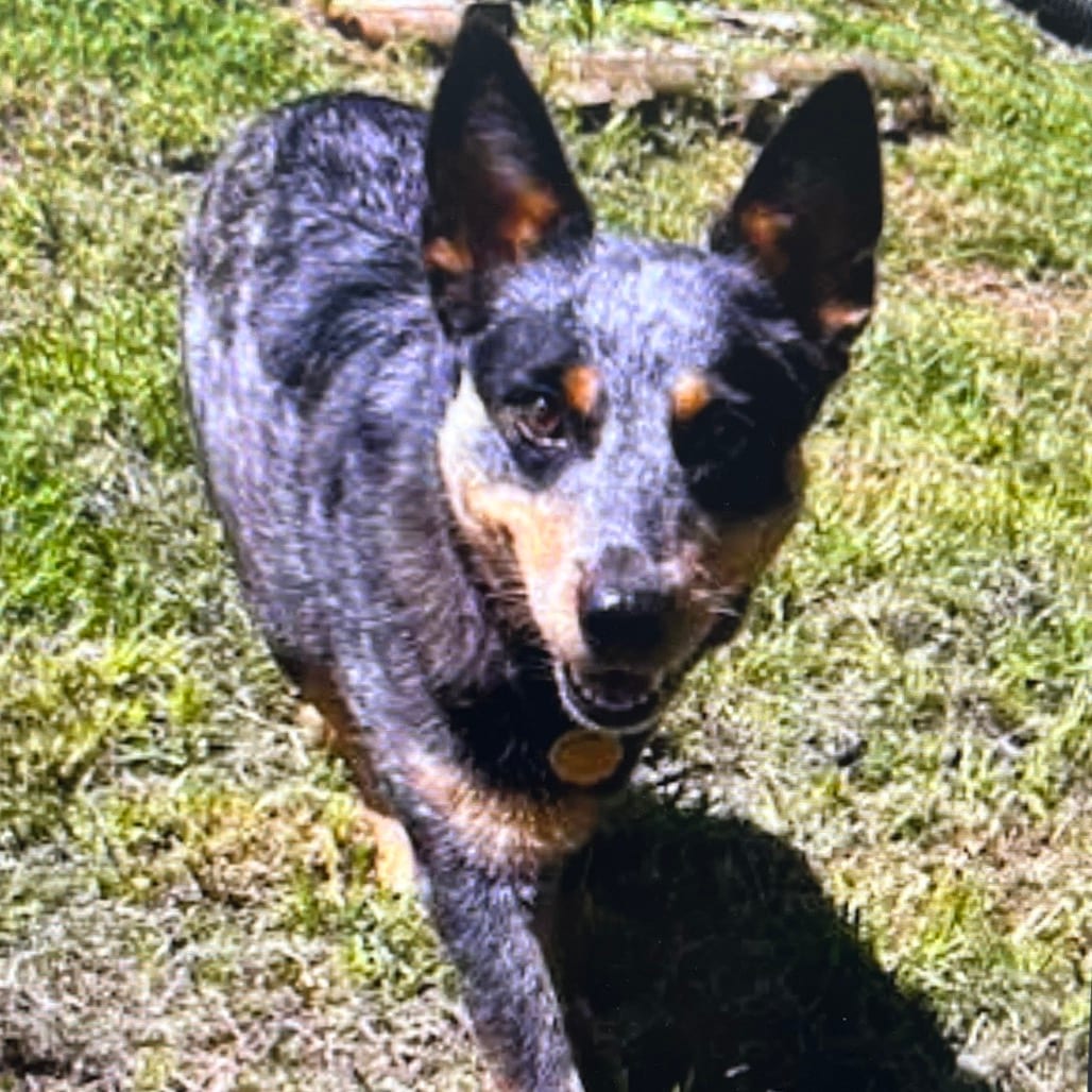 Photo of Bella, adoptable Cattle Dog, Australian (Blue Heeler) / Mix