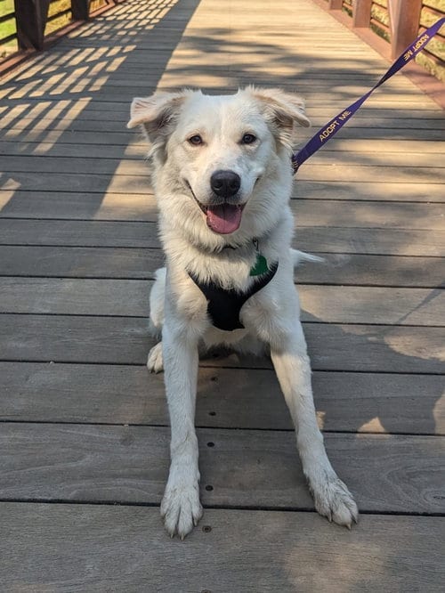 Photo of Juniper, adoptable Great Pyrenees in Dallas, Texas
