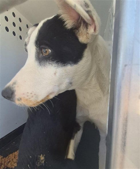 Photo of A170350, adoptable Labrador Retriever in Bakersfield, California