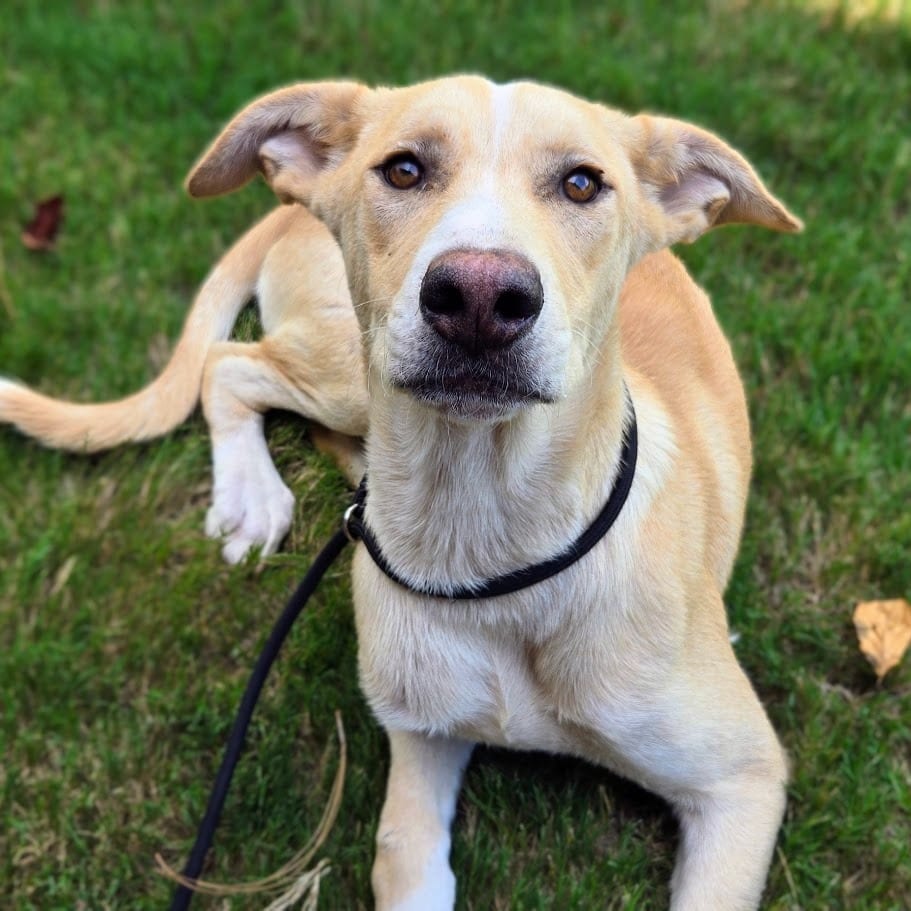 Photo of McChicken, adoptable Mixed Breed in Douglasville, Georgia