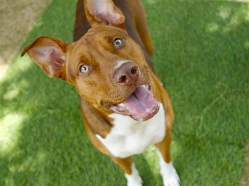 Photo of Mia, adoptable Labrador Retriever in Tallahassee, Florida