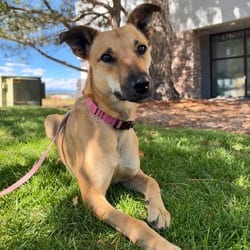 Photo of 1020 (2026) Meadow, adoptable Shepherd (Unknown Type) Mixed Breed (Medium) in Parker, Colorado