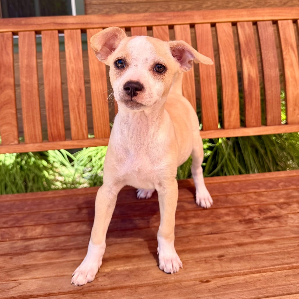 Photo of Marvin, adoptable Chihuahua in Agoura Hills, California