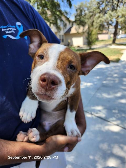 Photo of Ollie, adoptable American Staffordshire Terrier in San Antonio, Texas