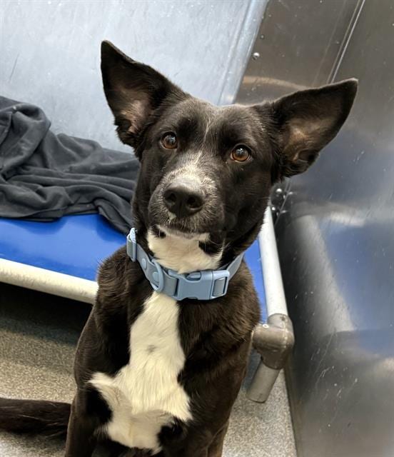 Photo of Princess, adoptable Mixed Breed