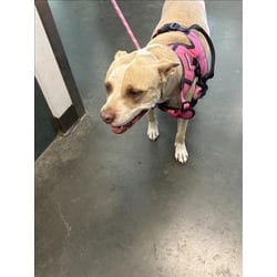 Photo of Precious, adoptable American Staffordshire Terrier in Chatsworth, California