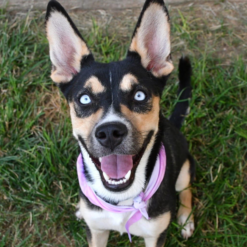 Photo of Orea, adoptable Husky in Beaumont, Texas