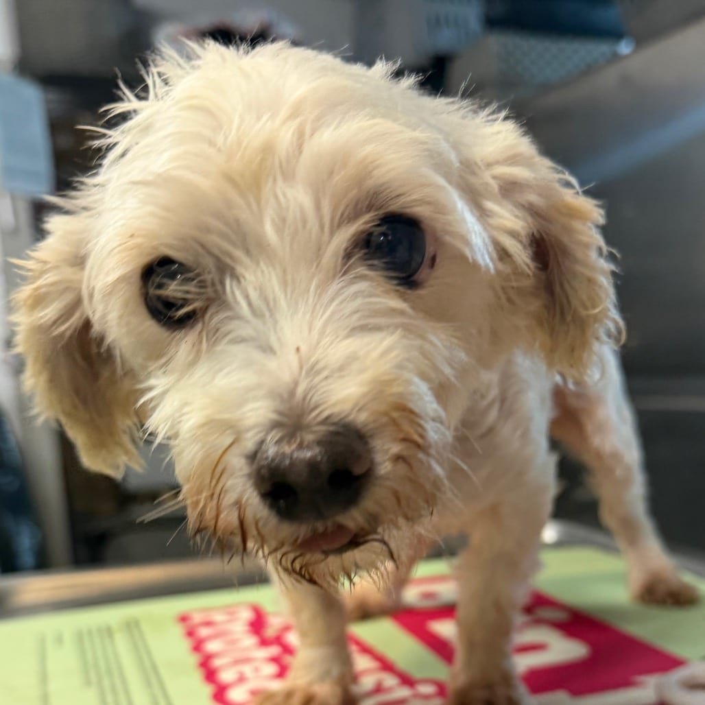 Photo of Opal, adoptable Maltese in West Chester, Pennsylvania
