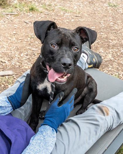 Photo of Hooper, adoptable dog in Chamblee, Georgia