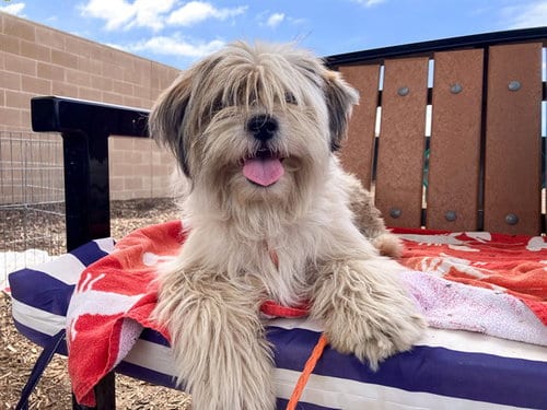 Photo of Jake, adoptable Shih Tzu in Orange, California