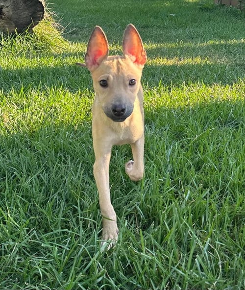 Photo of Humpty Hump, adoptable Terrier in Germantown, Ohio