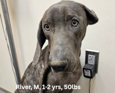 Photo of River, adoptable Weimaraner in Arkansas