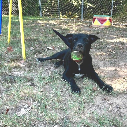 Photo of Nitro, adoptable Mixed Breed (Medium) in Cape Girardeau area, Missouri