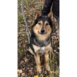 Photo of Maverick, adoptable Australian Shepherd Sheltie, Shetland Sheepdog in Frisco, Colorado