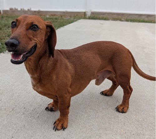 Photo of Winston in LA, adoptable Dachshund in Shelbyville, Tennessee