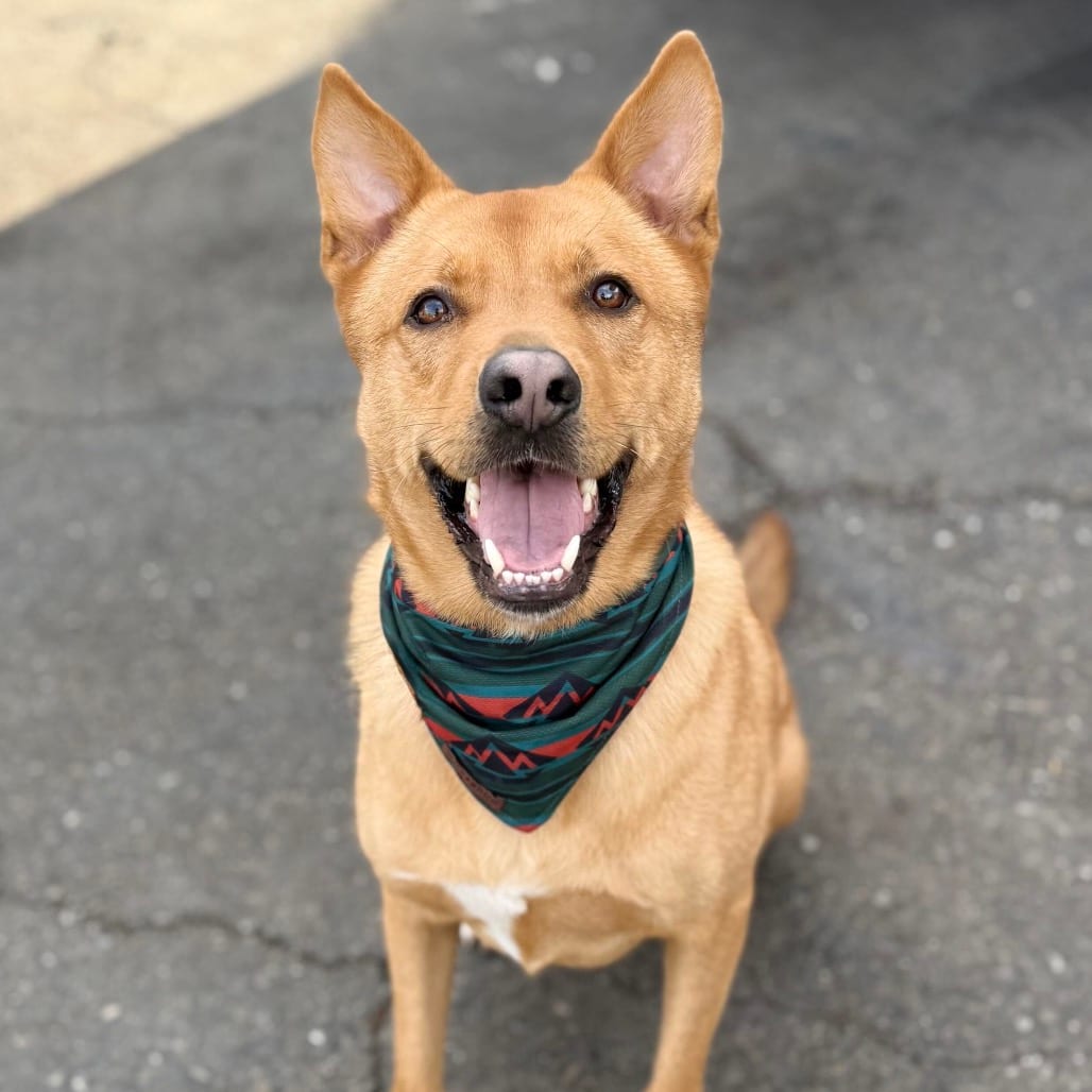 Photo of Val, adoptable Shepherd / Mix in San Francisco, California