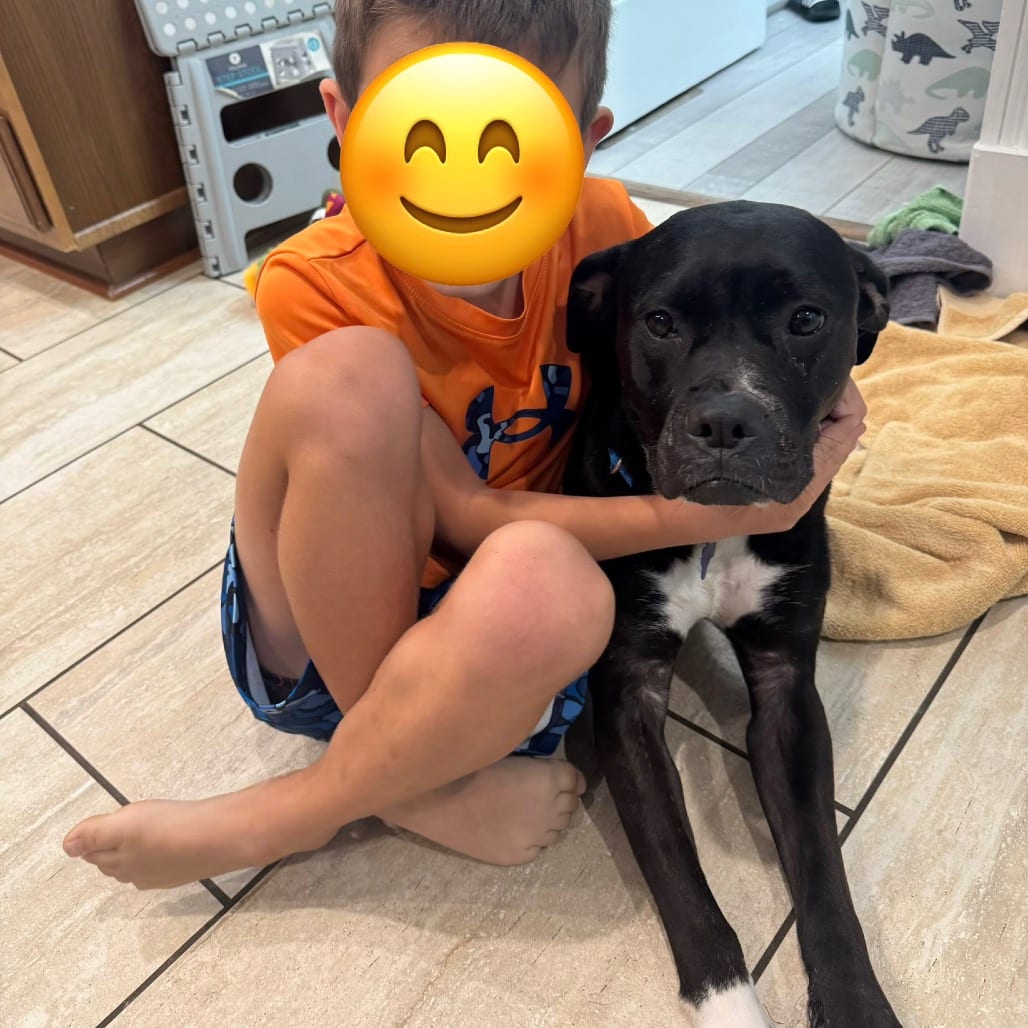 Photo of Oakland, adoptable Boxer / Mixed Breed (Medium) in Potomac, Maryland