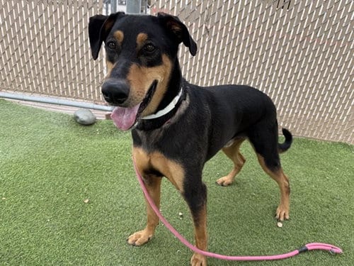 Photo of Gilbert, adoptable Doberman Pinscher in Phoenix, Arizona