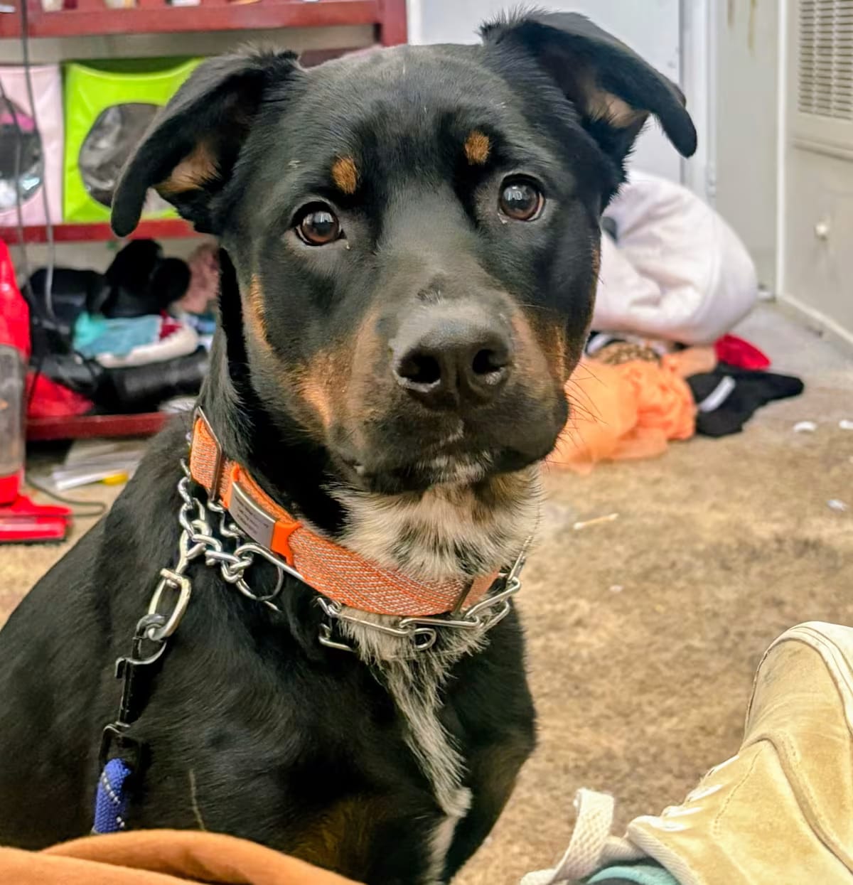 Photo of Silas, adoptable Rottweiler in Studio City, California
