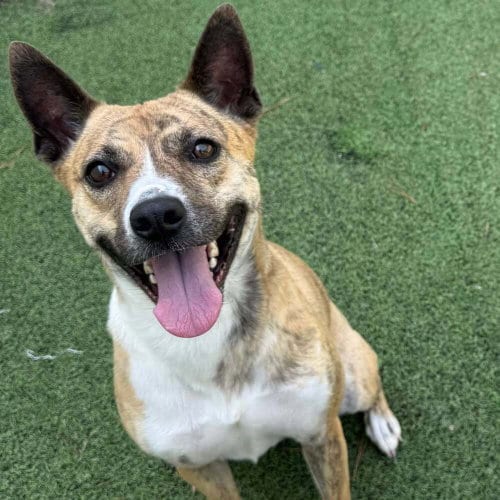 Photo of Callie, adoptable Pit Bull Terrier in Raleigh, North Carolina