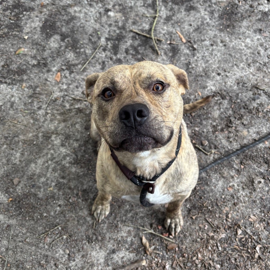 Photo of Lucky, adoptable Mixed Breed (Medium) in Summerville, South Carolina