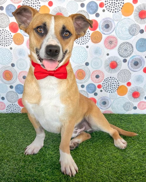 Photo of Sully, adoptable Corgi in Corona, California