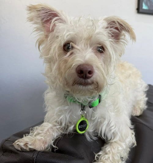 Photo of Benny, adoptable Terrier in Evergreen, Colorado
