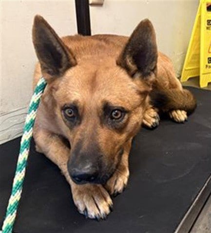 Photo of Red, adoptable Australian Cattle Dog/Blue Heeler in Santa Cruz, California