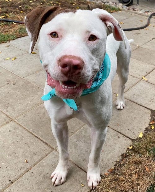 Photo of Josh, adoptable American Pit Bull Terrier in Redlands, California