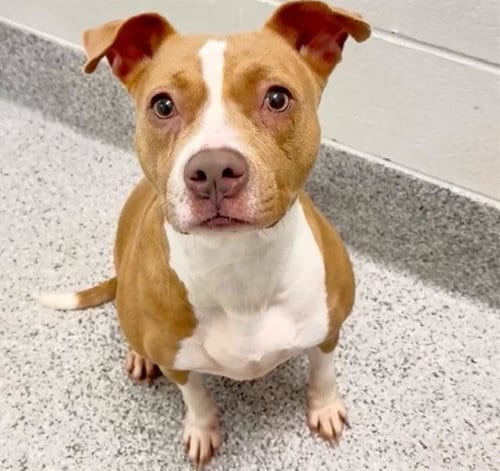 Photo of Skye, adoptable Pit Bull Terrier in Houston, Texas