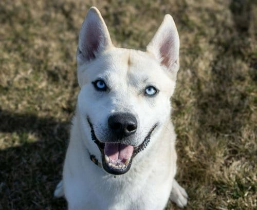 Photo of Bram, adoptable Husky in AUSTIN, Minnesota