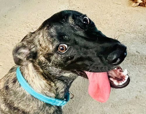 Photo of Dante (Foster in PR), adoptable Unknown breed in Luquillo, Puerto Rico