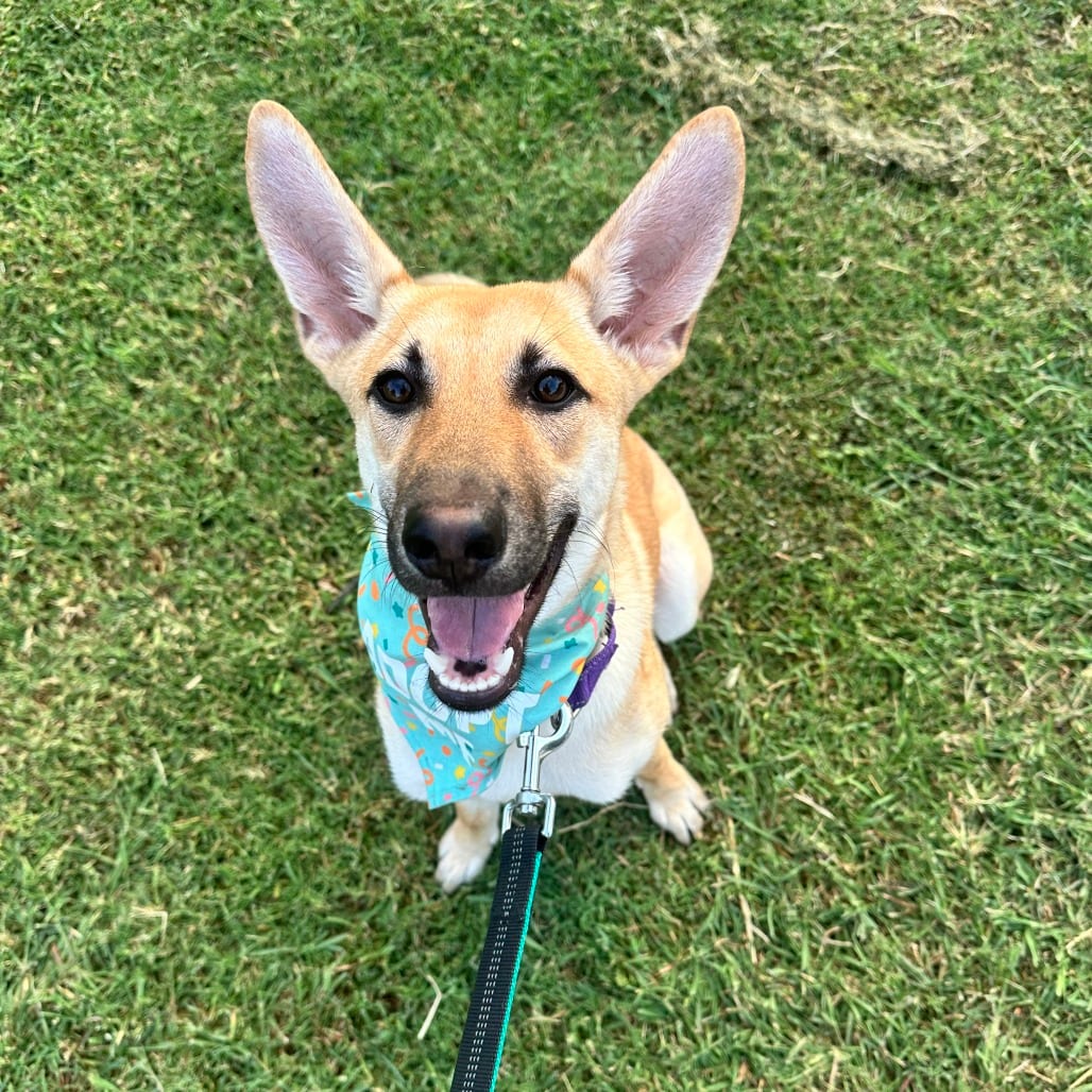 Photo of Blueberry, adoptable Shepherd / Mix in San Antonio, Texas