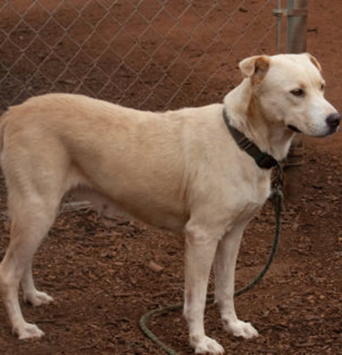 Photo of Tunk, adoptable Golden Retriever in Anderson, South Carolina