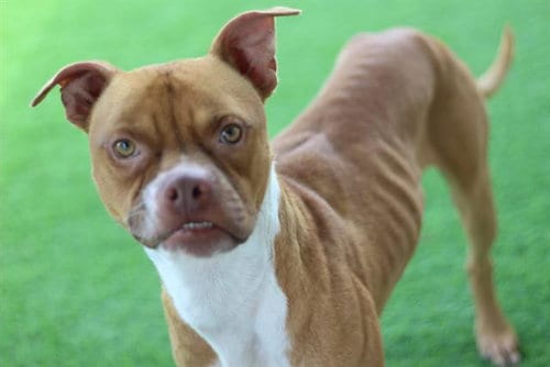 Photo of Conway, adoptable American Staffordshire Terrier in Grand Prairie, Texas