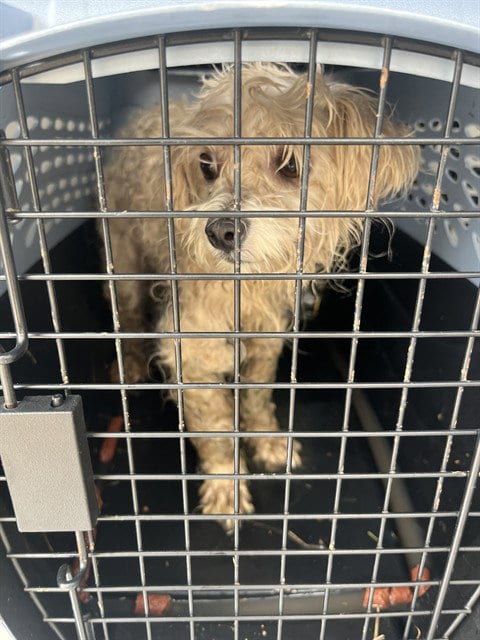 Photo of A139678, adoptable Maltese in Palmetto, Florida