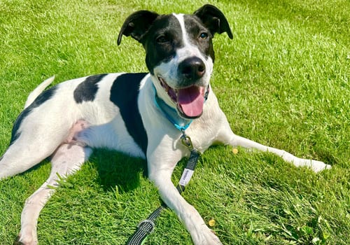 Photo of Rubix (Foster or Adopter needed!), adoptable Pointer in Westwood, New Jersey