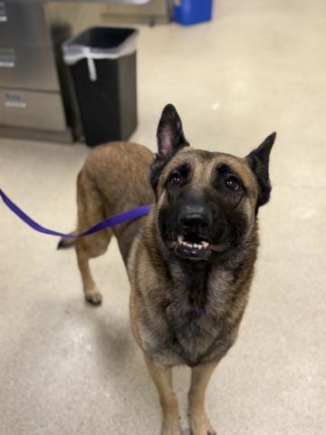 Photo of Tonka, adoptable German Shepherd Dog in Riverside, California