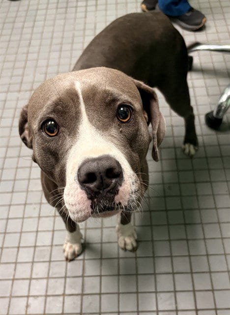 Photo of Sheba, adoptable Pit Bull Terrier in Killeen, Texas
