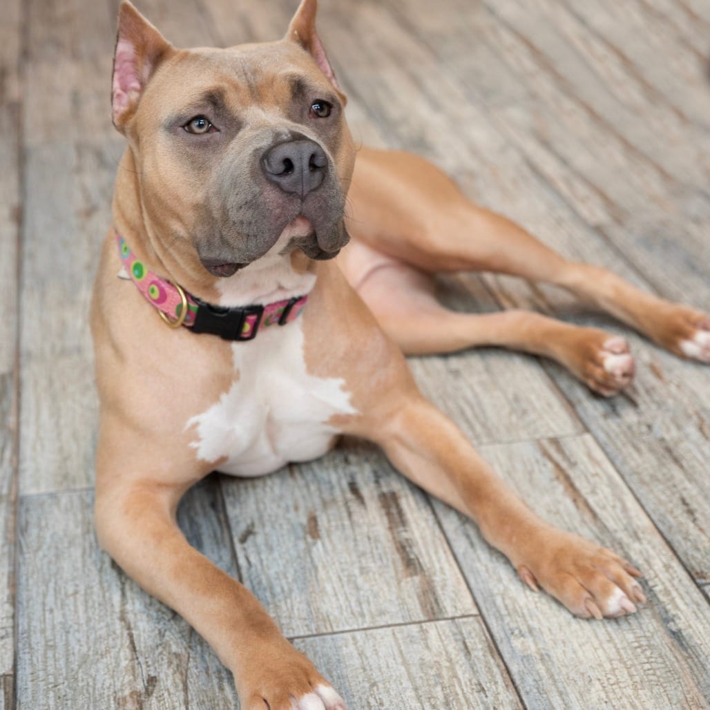 Photo of Liora, adoptable Terrier, American Pit Bull in York, Pennsylvania
