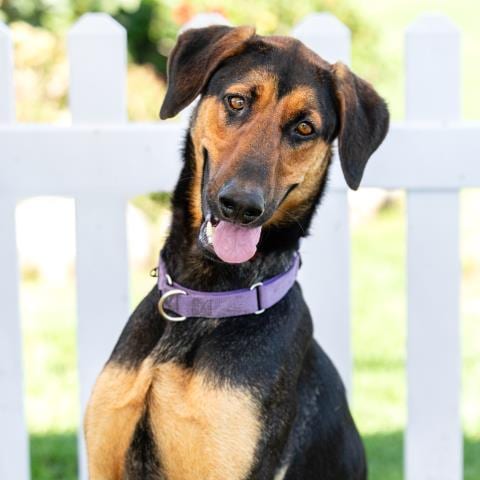 Photo of Samson, adoptable Doberman Pinscher in Camarillo, California