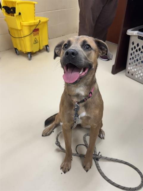 Photo of Izzy, adoptable German Shepherd Dog in Center Township, Pennsylvania