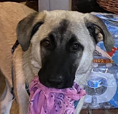 Photo of Kylo, adoptable Anatolian Shepherd in Candler, North Carolina