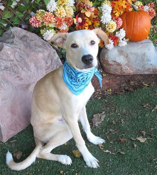Photo of Frosty, adoptable Carolina Dog in Oklahoma City, Oklahoma