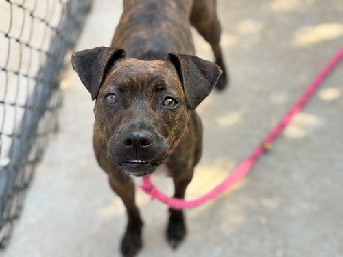 Photo of Miss Toffy, adoptable Pit Bull Terrier in Tulsa, Oklahoma