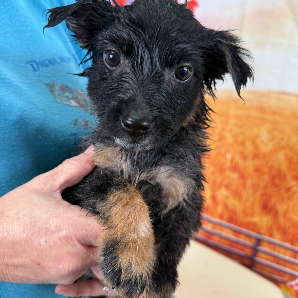 Photo of Jarrah, adoptable Collie, Border / Cattle Dog, Australian (Blue Heeler) in Normal, Illinois
