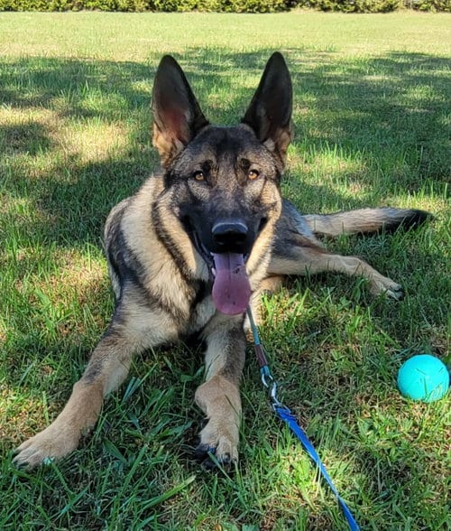 Photo of Torque, adoptable German Shepherd Dog in Lovingston, Virginia