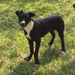 Photo of Pen 1078, adoptable Labrador Retriever Mixed Breed (Medium) in Loxahatchee, Florida